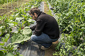 Man crouching in a greenhouse between a row of tomato plants and eggplant plants observing the development of aphids on the leaves. Man in training in organic market gardening at the adult training center C.F.P.H. Lyon-Ecully Horticultural Training and Promotion Center, Lyon, Rhone, France. EDITORIAL ONLY.