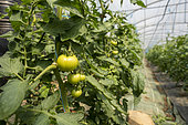 Row of tomato plants with green tomatoes. Bioclimatic Green house used by the adult training center C.F.P.H. Lyon-Ecully Horticultural Training and Promotion Center, Lyon, Rhone, France.
