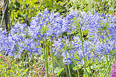 Agapanthe 'Blue Giant', Agapanthus 'Blue Giant', fleurs