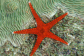 Armored Sea Star (Fromia hemiopla), Keruo Channel dive site, Keruo Island, Near Penemu Island, Raja Ampat, West Papua, Indonesia