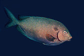 Gold-spotted Rabbitfish (Siganus punctatus), Melissa's Garden dive site, Keruo Island, Near Penemu Island, Raja Ampat, West Papua, Indonesia