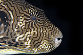 Map Puffer (Arothron mappa), night dive, Arborek Jetty dive site, Arborek Island, Dampier Strait, Raja Ampat, West Papua, Indonesia