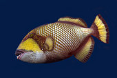 Titan Triggerfish (Balistoides viridescens), Mansuar Point East dive site, Yanbuba Island, Dampier Strait, Raja Ampat, West Papua, Indonesia
