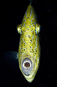 Scrawled Filefish (Aluterus scriptus) head-on view, night dive, Adodo Jetty dive site, Forgotten Islands, Kalbur Island, near Tanimbar, Banda Sea, Indonesia