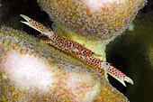 Red-spotted Guard Crab (Trapezia tigrina) inside Hard Coral (Acropora sp) crevice, Ngursituli dive site, Forgotten Islands, Ngursituli Island, near Tanimbar, Banda Sea, Indonesia
