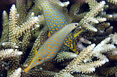 Pair of Longnose Filefish (Oxymonacanthus longirostris) in Staghorn Coral (Acropora sp), Lava Flow dive site, Gunung Api, Banda Neira, Maluku, Banda Sea, Indonesia