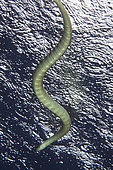 Chinese Sea Snake (Laticauda semifasciata) swimming on rainy surface, Snake Ridge dive site, Manuk, Maluku, Banda Sea, Indonesia