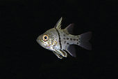 Orbicular Cardinalfish (Sphaeramia orbicularis), Mangrove Ridge dive site, Yanggefo Island, Dampier Strait, Raja Ampat, West Papua, Indonesia