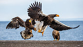 Steller's sea eagle (Haliaeetus pelagicus) and White-tailed eagle (Haliaeetus albicilla) are fighting each other over prey on the pier in the port. Japan. Hokkaido. Shiretoko Peninsula. Shiretoko National Park