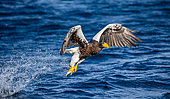 Steller's sea eagle (Haliaeetus pelagicus) in flight on a background of the sea with prey in its paws. Japan. Hokkaido. Shiretoko Peninsula. Shiretoko National Park