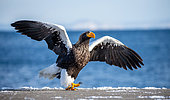 Steller's sea eagle (Haliaeetus pelagicus) on the pier in the port. Shiretoko National Park. Shiretoko Peninsula. Hokkaido. Japan