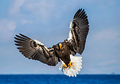 Steller's sea eagle (Haliaeetus pelagicus) in flight on background blue sky and blue sea. Shiretoko National Park. Shiretoko Peninsula. Hokkaido. Japan