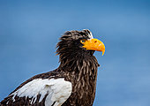 Portrait of Steller's sea eagle (Haliaeetus pelagicus) close up. Shiretoko National Park. Shiretoko Peninsula. Hokkaido. Japan