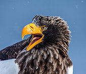 Portrait of Steller's sea eagle (Haliaeetus pelagicus) close up. Shiretoko National Park. Shiretoko Peninsula. Hokkaido. Japan