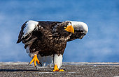 Steller's sea eagle (Haliaeetus pelagicus) is walking along the pier in the port. Funny pose. Japan. Hokkaido. Shiretoko Peninsula. Shiretoko National Park