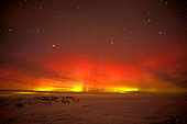 Very rare red Aurora borealis, Cape Sawainson, north-east coast of Greenland