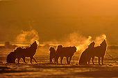 Sledge dogs howling at sunset, on the ice floes of the village of Ittoqqotoormiit in winter, Greenland