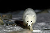 Arctic fox (Vulpes lagopus) approaching the camp at night, Cape Swainson, north-east coast of Greenland
