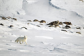 Arctic fox (Vulpes lagopus) walking on snow, Cape Swainson, North-East coast of Greenland