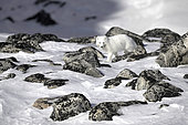Arctic fox (Vulpes lagopus) among the rocks, Cape Swainson, North-East coast of Greenland
