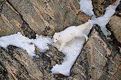 Arctic fox (Vulpes lagopus) moving along the cliffs of Cape Swainson, east coast of Greenland