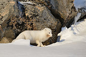 Arctic fox (Vulpes lagopus) in the hills of Cape Swainson, east coast of Greenland