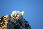 Arctic fox (Vulpes lagopus) in the hills of Cape Swainson, east coast of Greenland