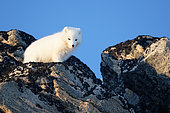 Arctic fox (Vulpes lagopus) in the hills of Cape Swainson, east coast of Greenland
