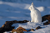Arctic hare (Lepus arcticus) yawning, in the hills of Cape Hoegh, North East Greenland