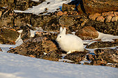 Arctic hare (Lepus arcticus) in the hills of Cape Hoegh at sunset, Greenland