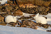 Arctic hares (Lepus arcticus) in the hills of Cape Hoegh at sunset, North East Greenland