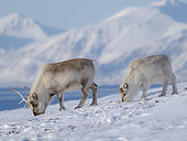 Svalbard Reindeer (Rangifer tarandus platyrhynchus) in Groenfjorden, an endemic subspecies of Reindeer, which lives only in Svalbard and never was domesticated. Polar Regions, Arctic, Europe, Norway, Svalbard, winter