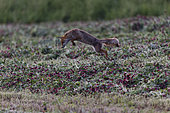Red fox (Vulpes vulpes) hunting in a field of clover, National Forest Park, Auberive, Haute Marne, France
