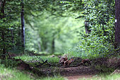 Renard roux (Vulpes vulpes), renarde en train de jouer avec ses renardeaux, Parc national de forêts, Auberive, Haute Marne, France