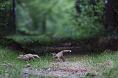 Red fox (Vulpes vulpes) cubs playing while chasing each other, National Forest Park, Auberive, Haute Marne, France