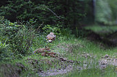 Renard roux (Vulpes vulpes) renarde en train de jouer avec ses renardeaux en sautant par dessus eux, Parc national de forêts, Auberive, Haute Marne, France