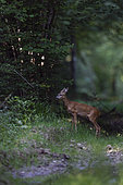Roe deer (Capreolus capreolus), National Forest Park, Rousvres, Haute-Marne, France