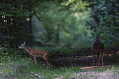 Roe deer (Capreolus capreolus) pair, National Forest Park, Rousvres, Haute-Marne, France