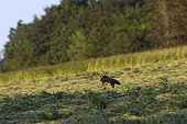 Red fox (Vulpes vulpes) hunting in a freshly mown field, National Forest Park, Auberive, Haute-Marne, France