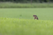 European hare (Lepus europaeus) male and female in a field, National Forest Park, Rousvres, Haute-Marne, France