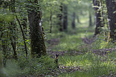European pine marten (Martes martes) in a forest lane, National Forest Park, Rousvres, Haute-Marne, France