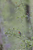 European Robin (erithacus rubecula) on a branch, National Forest Park, Auberive, Haute-Marne, France