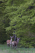 Red deer (Cervus elaphus), National Forest Park, Auberive, Haute-Marne, France