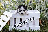 Pomsky puppy 1 month old standing in a box