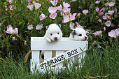 Pomsky puppies 1 month old standing in a box
