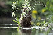 European beaver (Castor fiber) on its hind legs eating willow leaves, Alsace, France