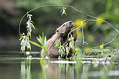 European beaver (Castor fiber) on its hind legs gnawing on a willow branch, Alsace, France