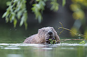 European beaver (Castor fiber) in water eating willow leaves, Alsace, France