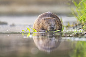 European beaver (Castor fiber) eating young shoots, Alsace, France