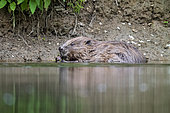 European beaver (Castor fiber) nibbling aquatic plants, Alsace, France